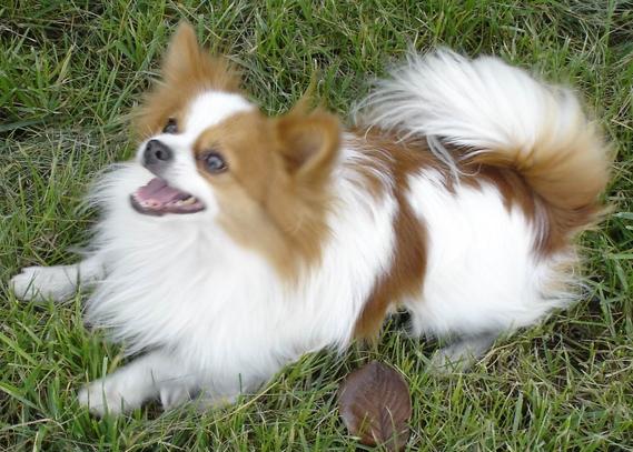 这几种汪星人又小又萌，哪一个是你的心头最爱