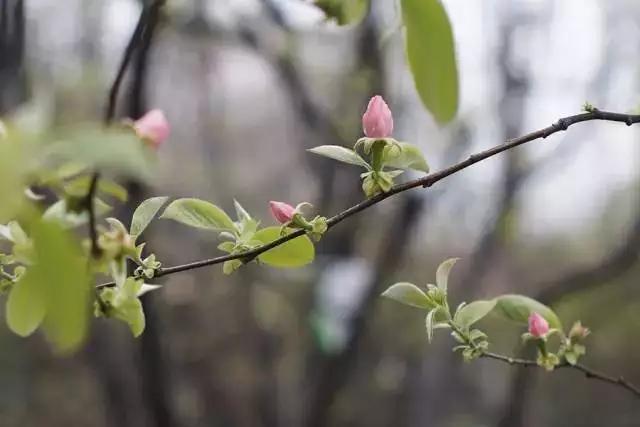 户口本上出生日期和实际上不一样,户籍出生日期和出生证明日期不符