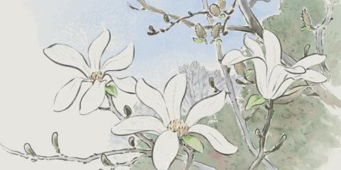 震惊，假NB把真NB给告了