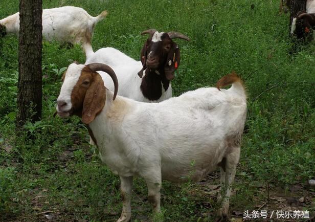 肉羊的养殖技术与防疫知识,养殖羊防疫的正确方法