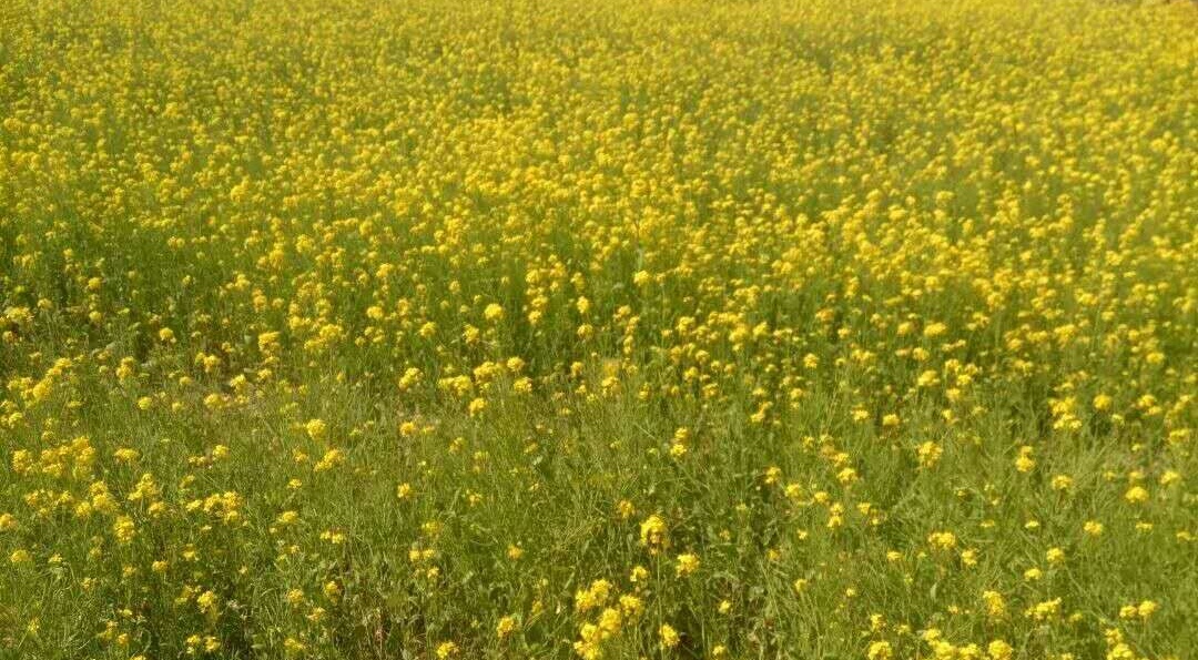 我在时光斑驳处听到花开的声音,聆听花开原唱
