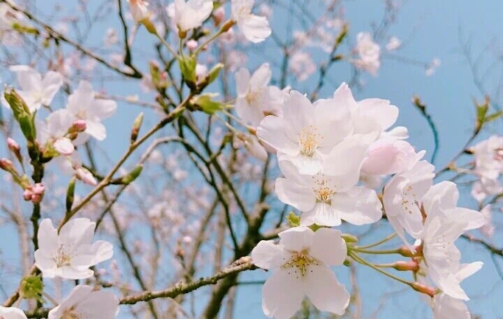 我在时光斑驳处听到花开的声音,聆听花开原唱