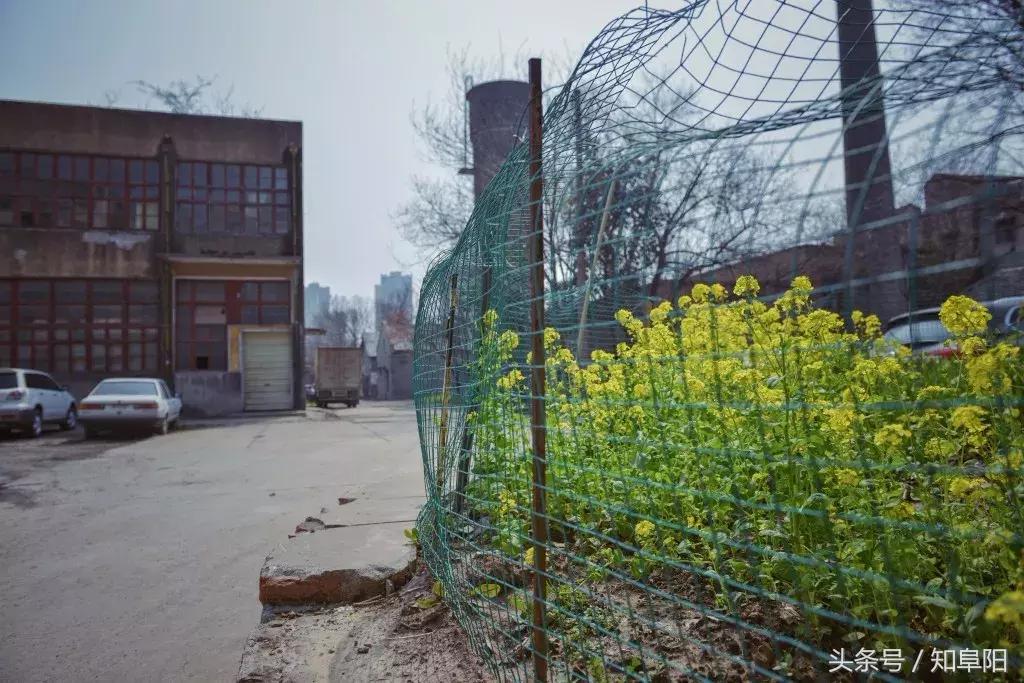 阜阳老庙纺织厂,阜阳针织厂的现状