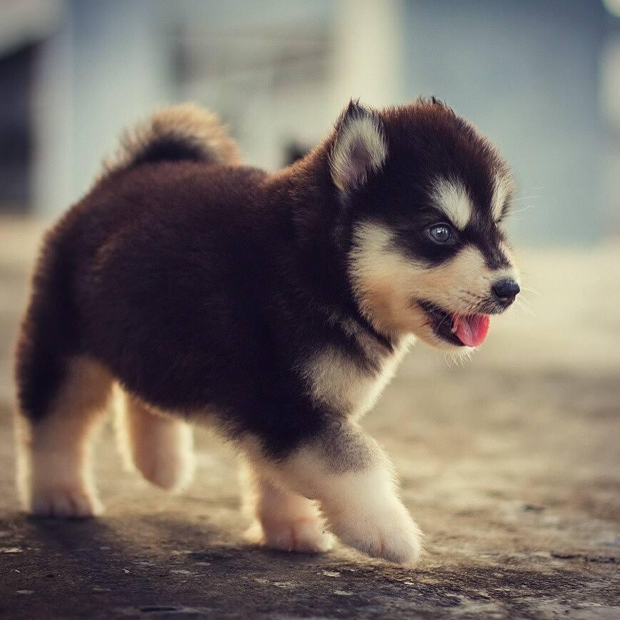 最受欢迎的狗狗十大排名,最受喜爱的狗狗排名