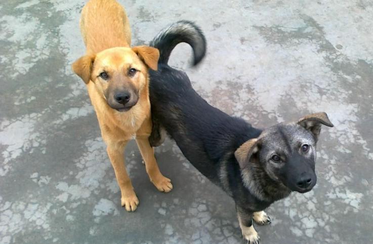 最受欢迎的狗狗十大排名,最受喜爱的狗狗排名