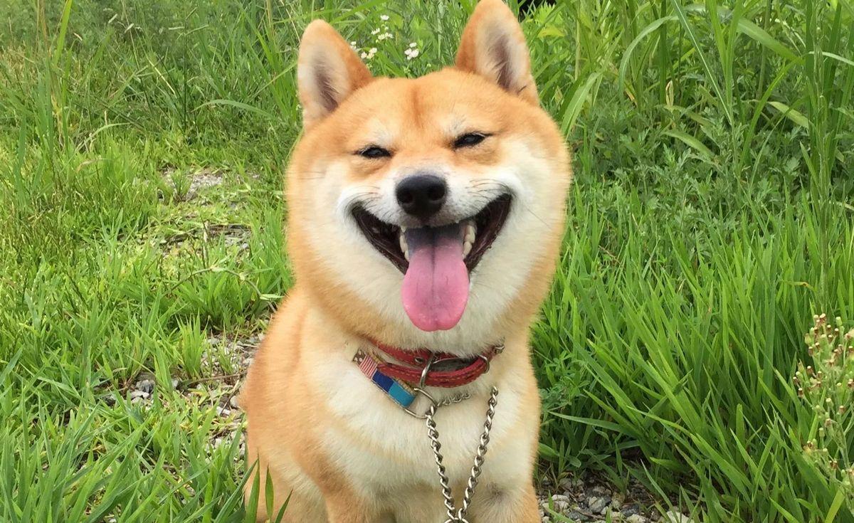 最受欢迎的狗狗十大排名,最受喜爱的狗狗排名