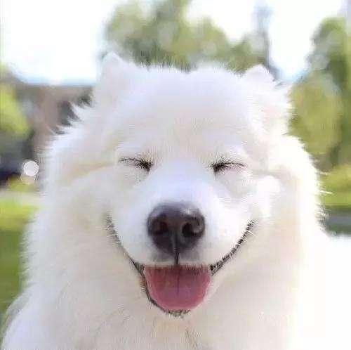 最受欢迎的狗狗十大排名,最受喜爱的狗狗排名