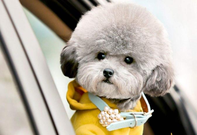 最受欢迎的狗狗十大排名,最受喜爱的狗狗排名