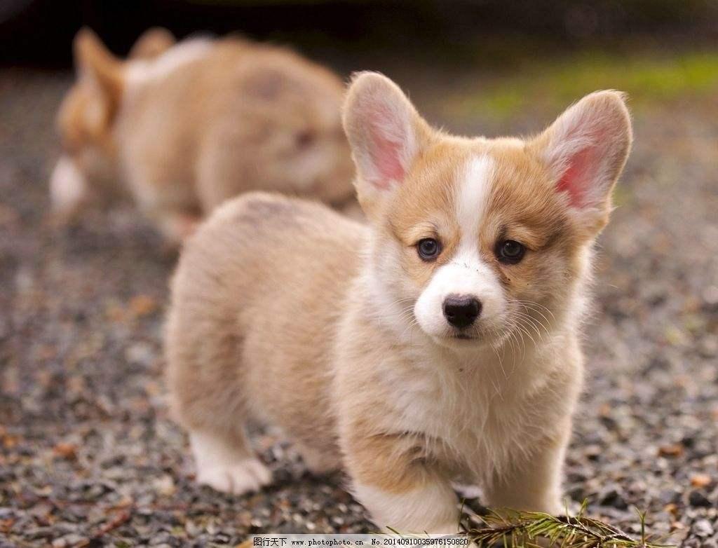 最受欢迎的狗狗十大排名,最受喜爱的狗狗排名