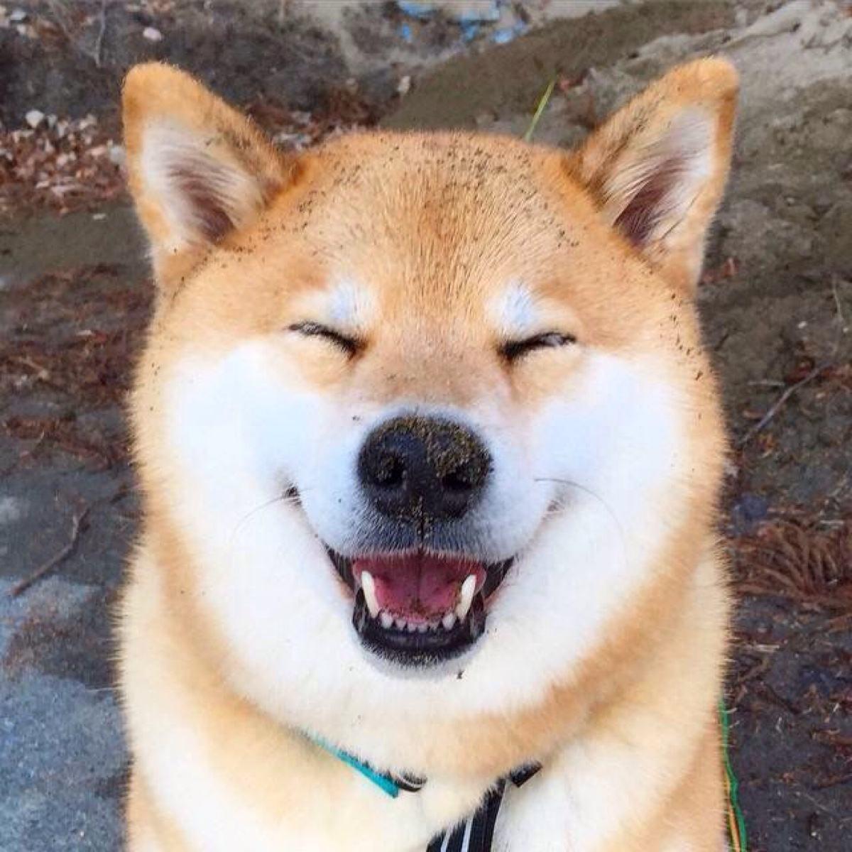 最受欢迎的狗狗十大排名,最受喜爱的狗狗排名