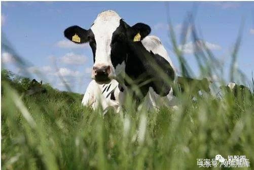 雅培奶源好还是丹麦好,丹麦奶源属于新西兰吗