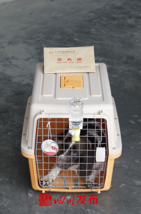 川航宠物机票,川航宠物托运怎么预订