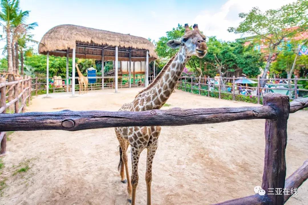 错过这次再等半世纪,来海南必看三亚千古情