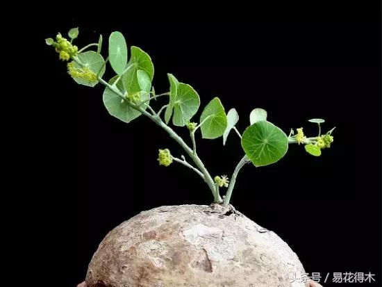 山乌龟怎么养才长得好看,山乌龟大小有区别吗怎么养