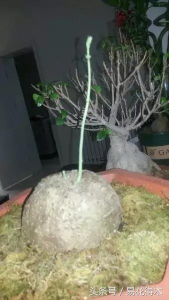 山乌龟怎么养才长得好看,山乌龟大小有区别吗怎么养