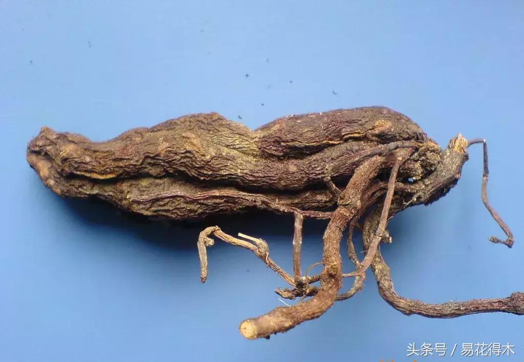 山乌龟怎么养才长得好看,山乌龟大小有区别吗怎么养