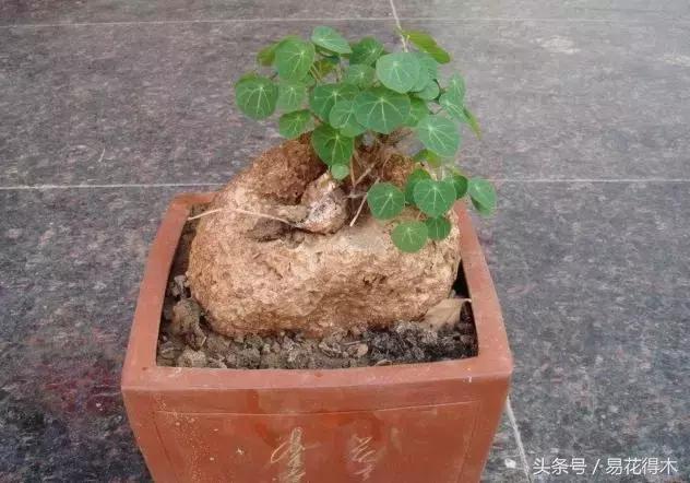 山乌龟怎么养才长得好看,山乌龟大小有区别吗怎么养