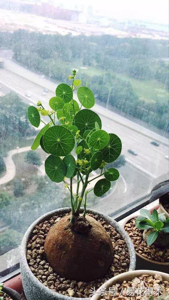 山乌龟怎么养才长得好看,山乌龟大小有区别吗怎么养