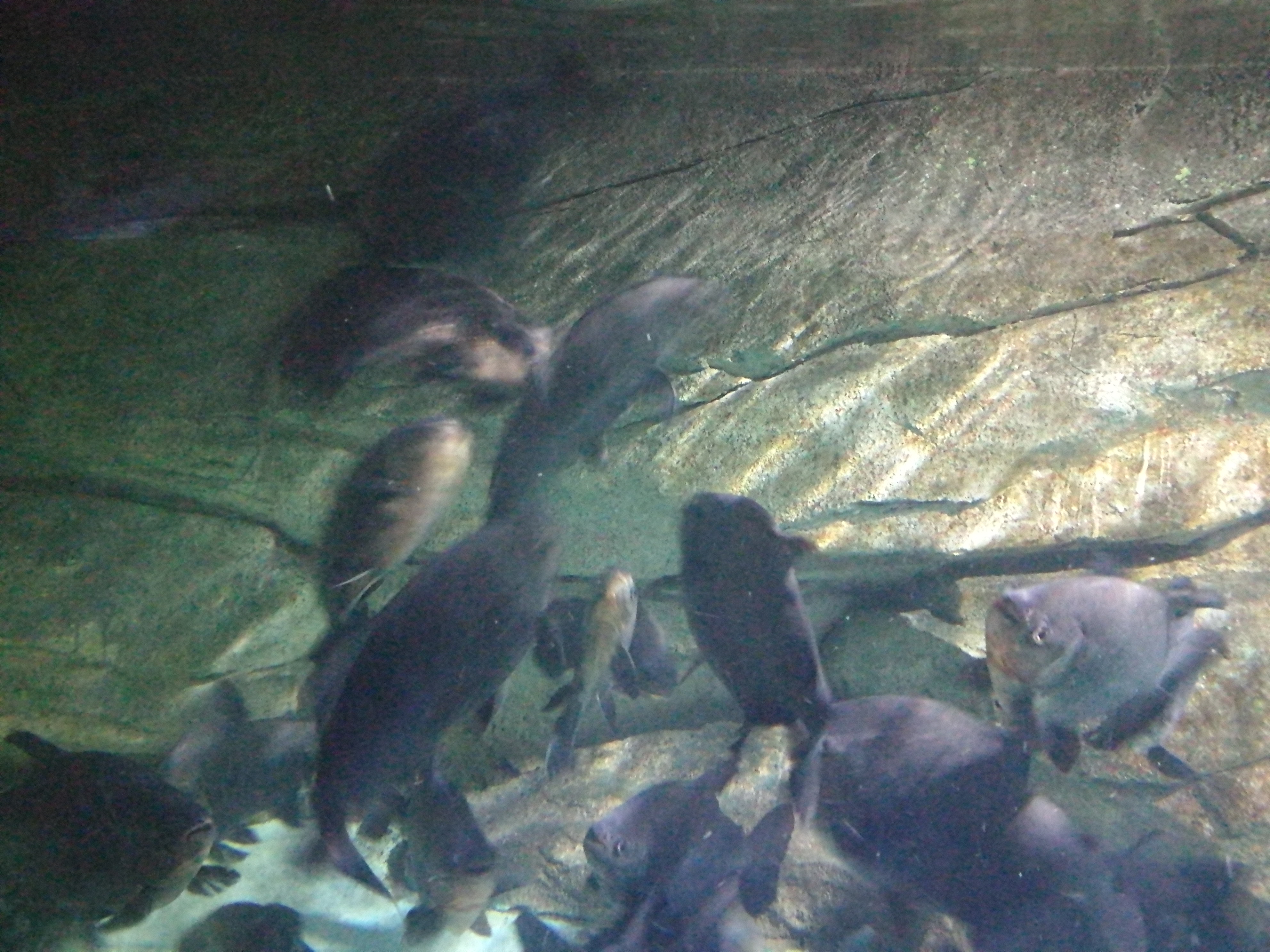 泉城海洋极地世界2018年,泉城海洋极地世界儿童的收费标准