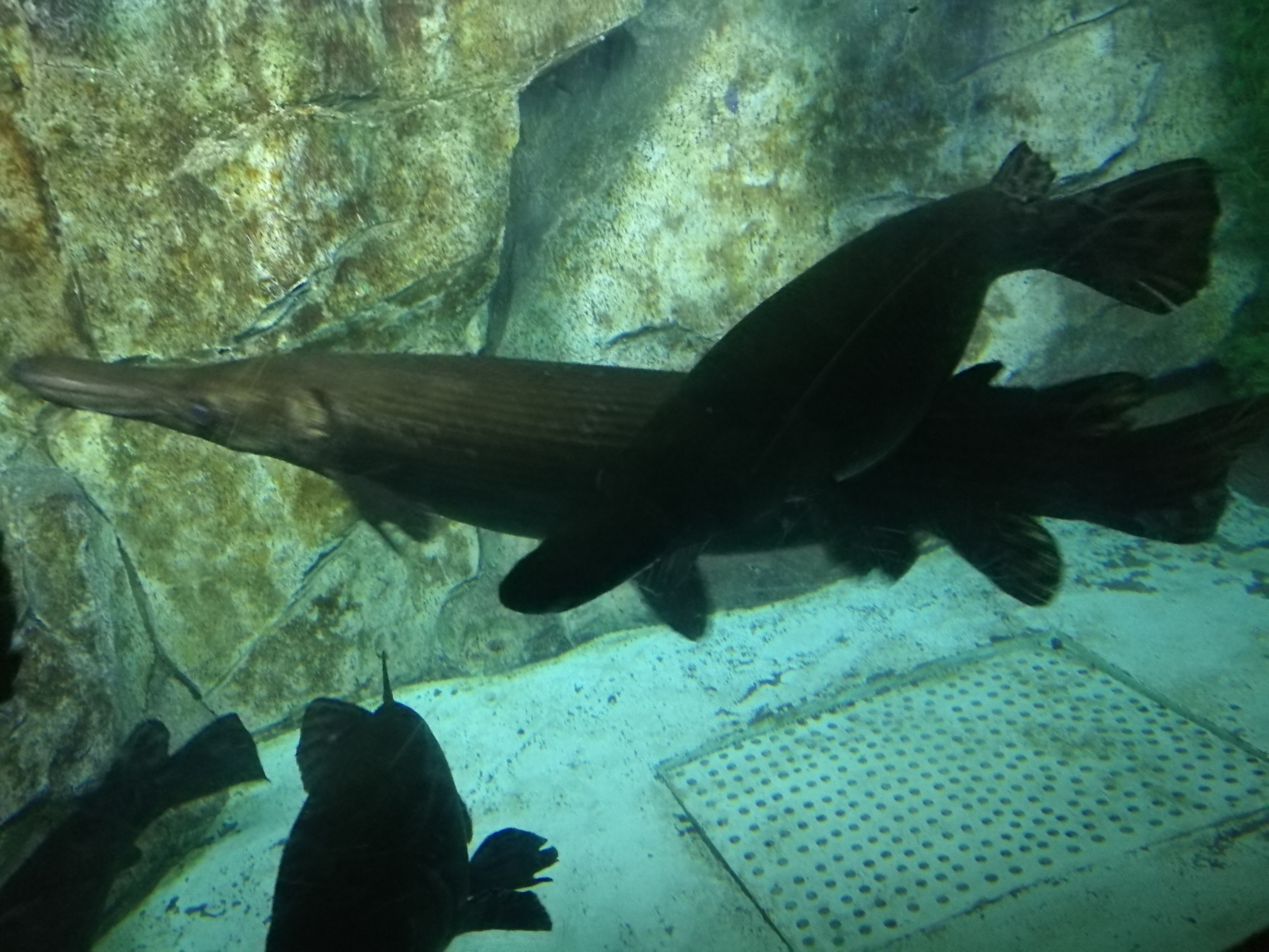 泉城海洋极地世界2018年,泉城海洋极地世界儿童的收费标准