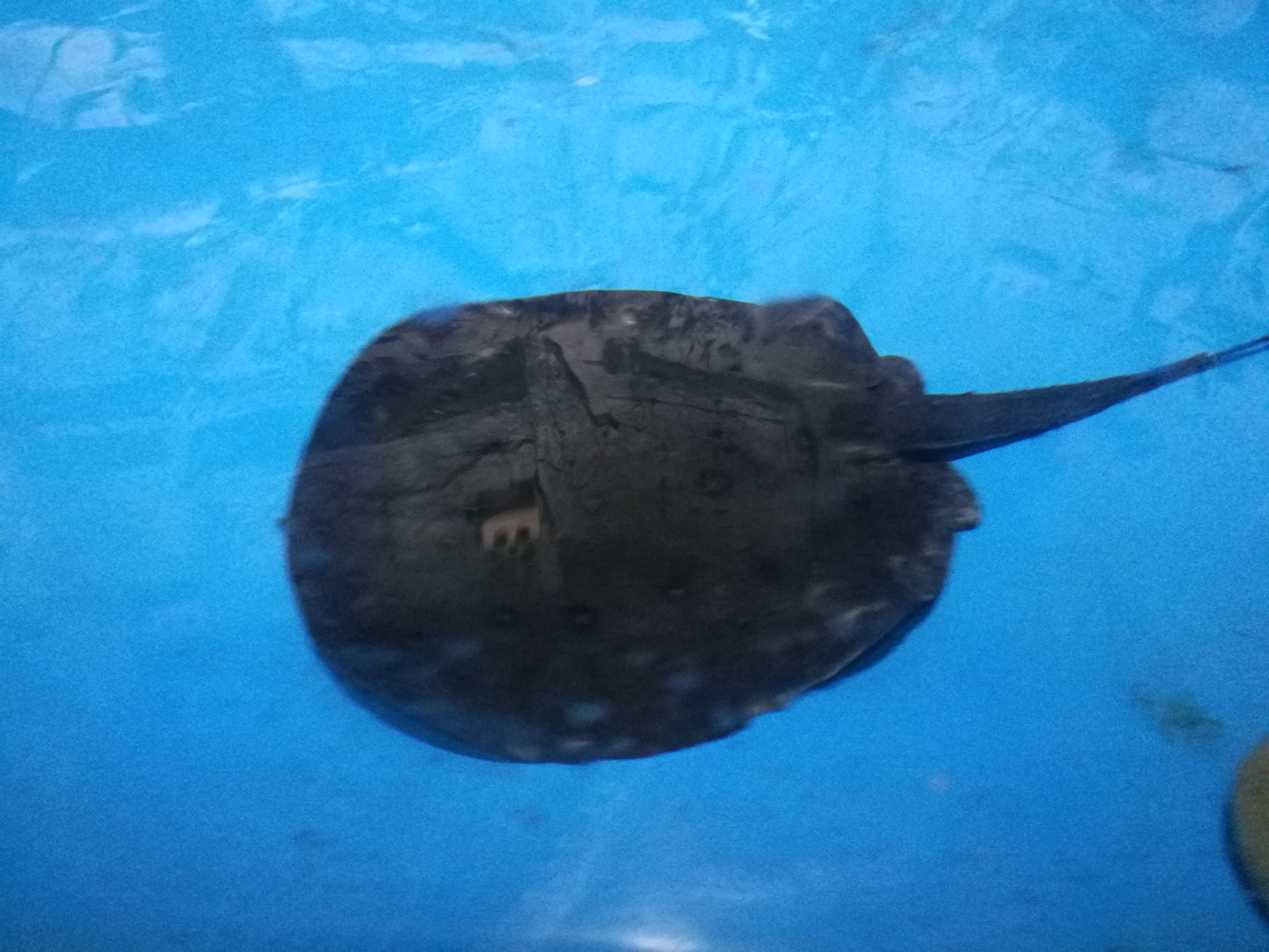 泉城海洋极地世界2018年,泉城海洋极地世界儿童的收费标准