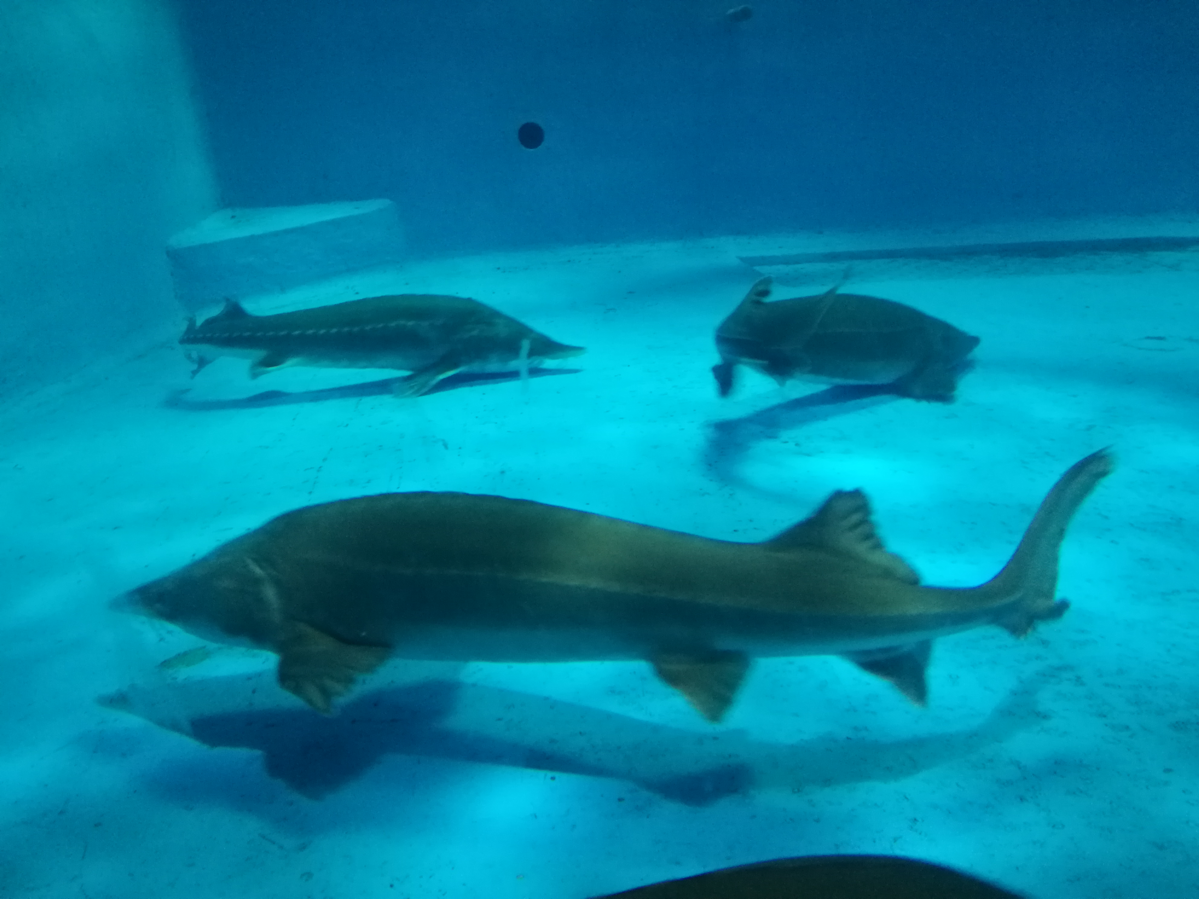 泉城海洋极地世界2018年,泉城海洋极地世界儿童的收费标准