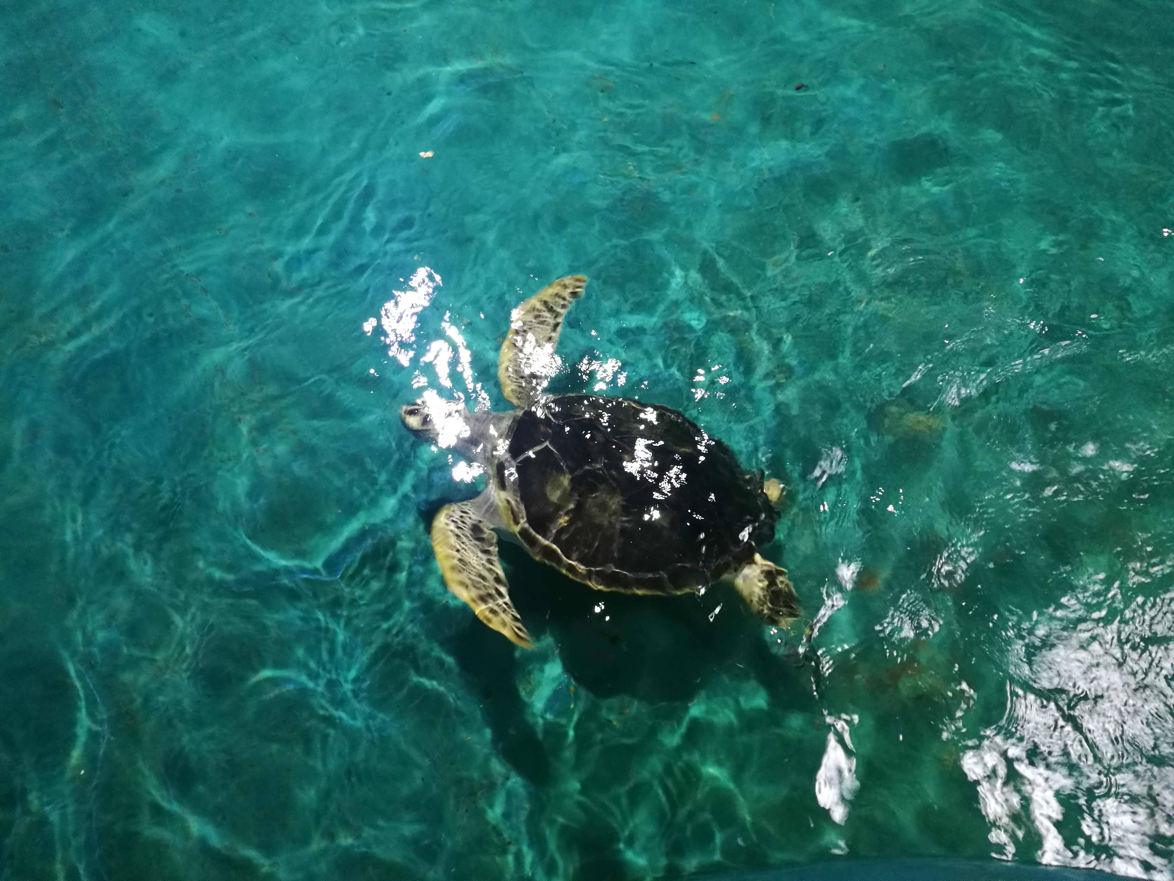 泉城海洋极地世界2018年,泉城海洋极地世界儿童的收费标准