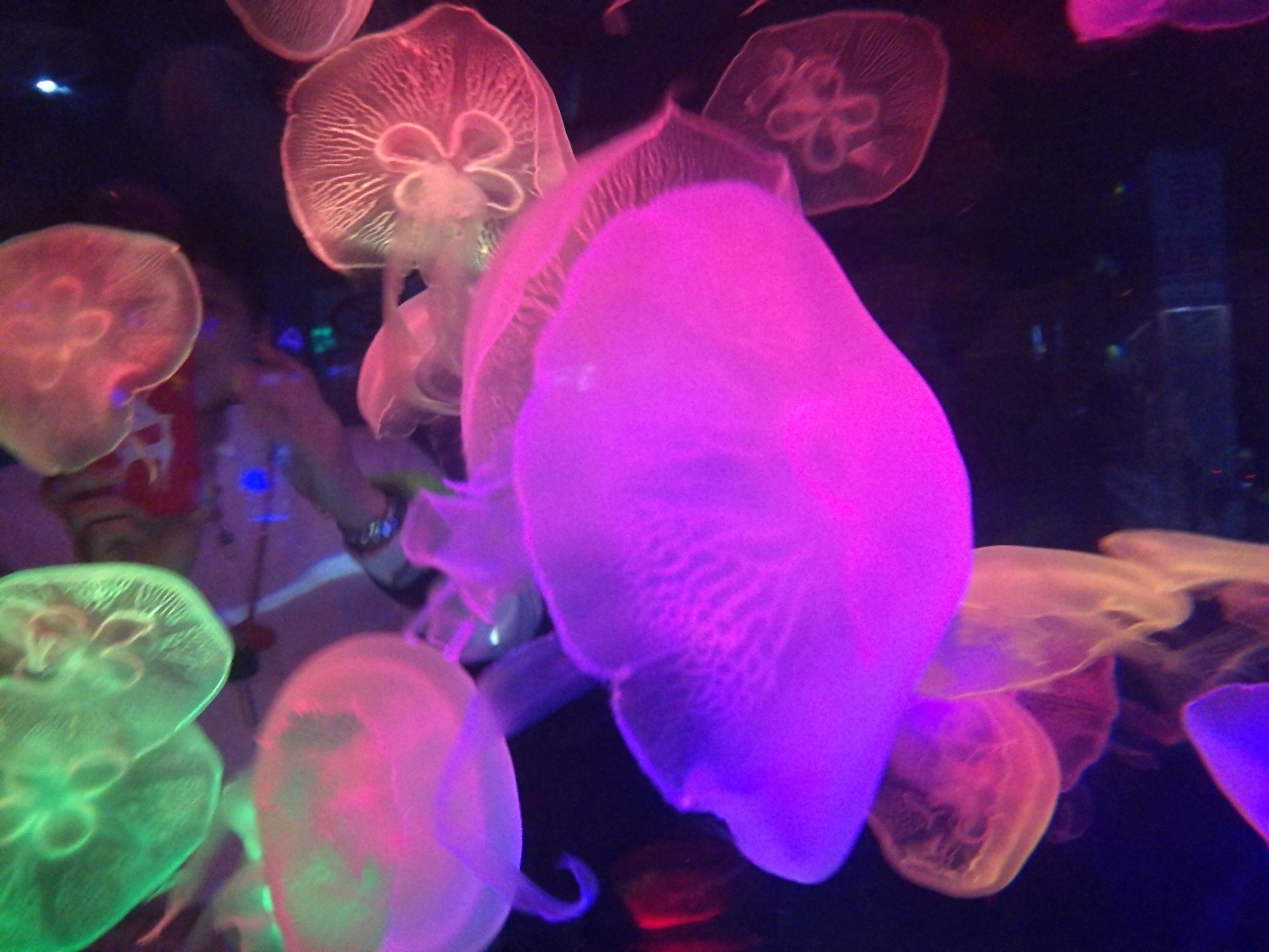 泉城海洋极地世界2018年,泉城海洋极地世界儿童的收费标准