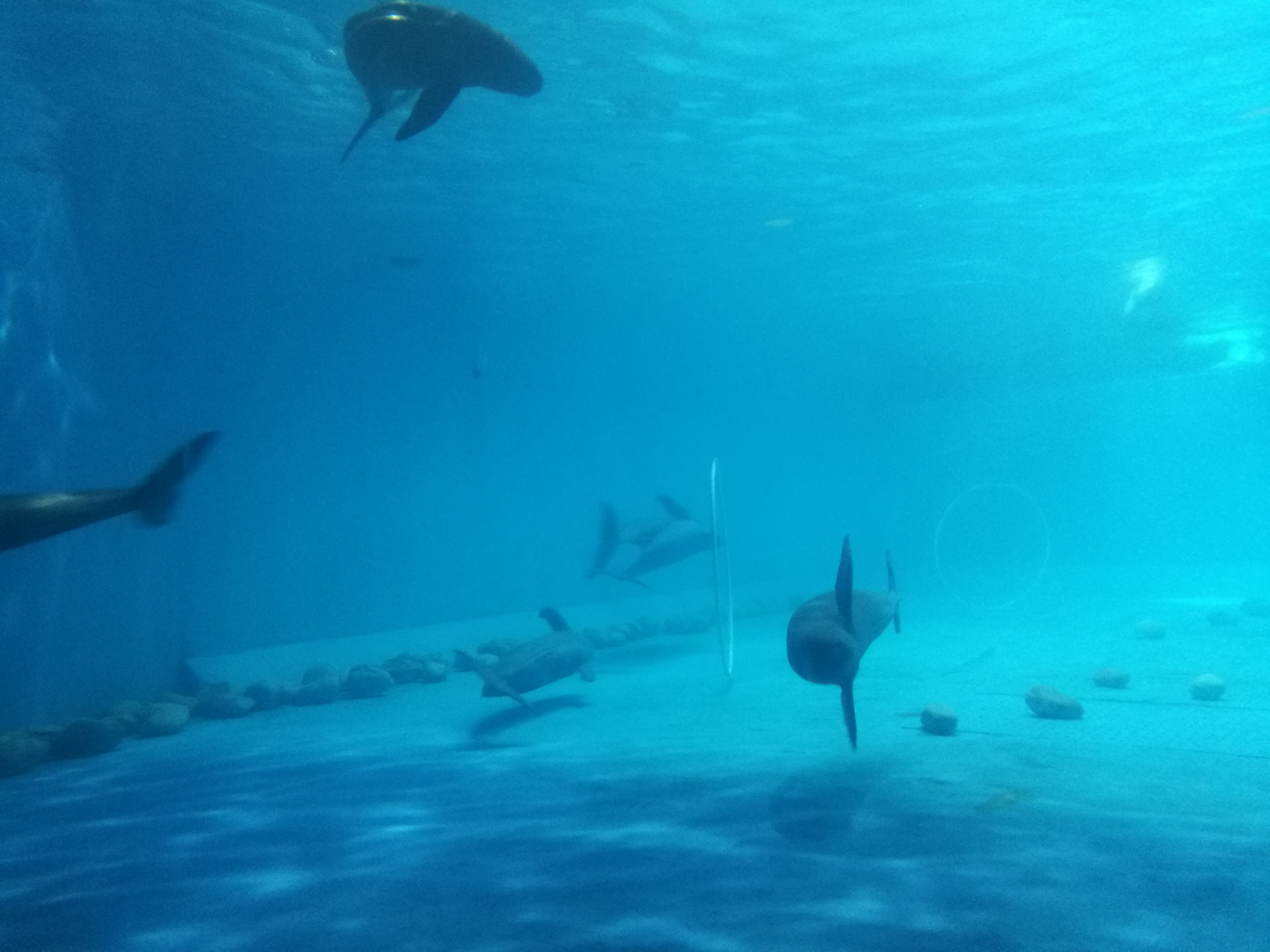 泉城海洋极地世界2018年,泉城海洋极地世界儿童的收费标准