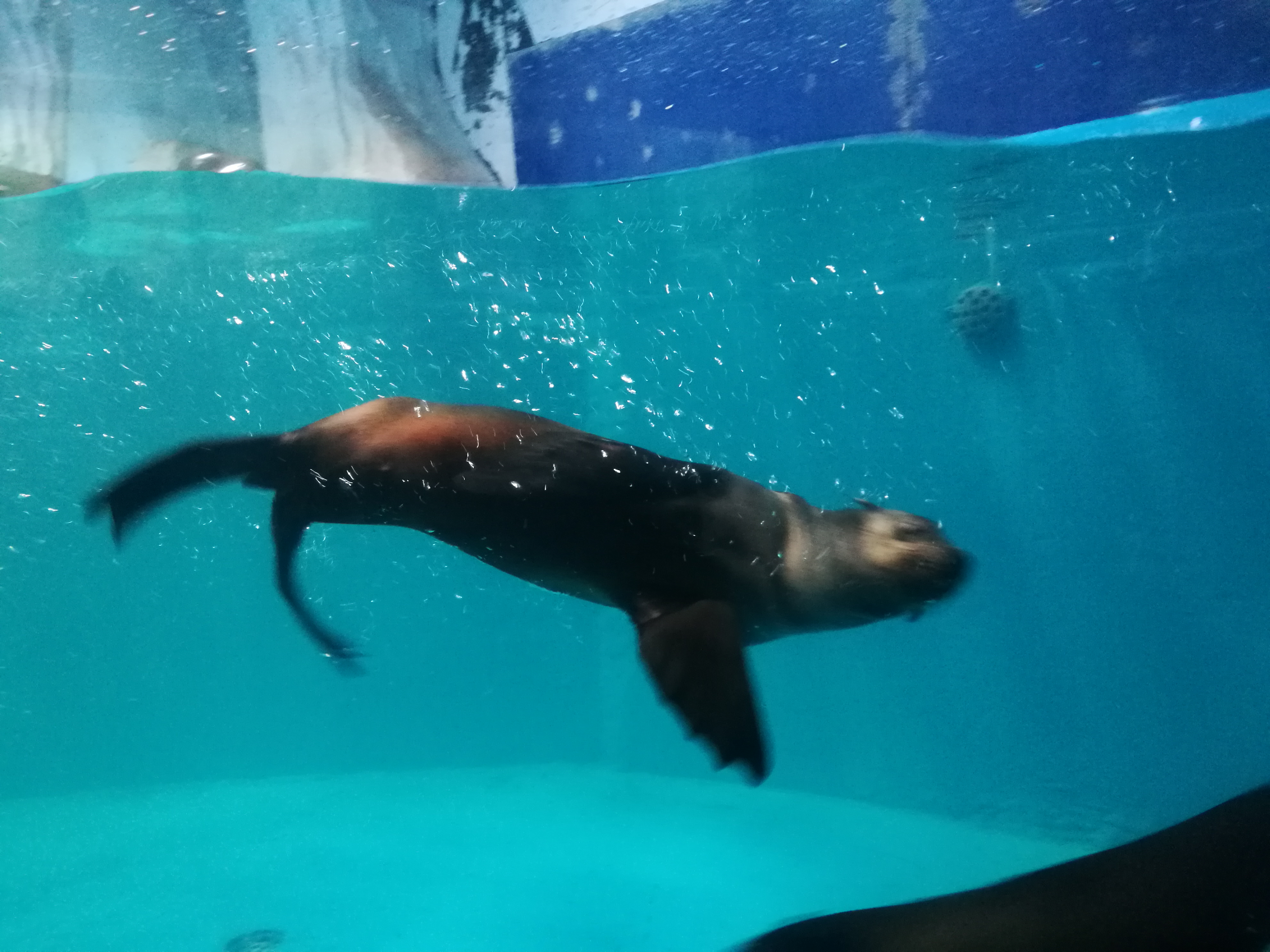 泉城海洋极地世界2018年,泉城海洋极地世界儿童的收费标准