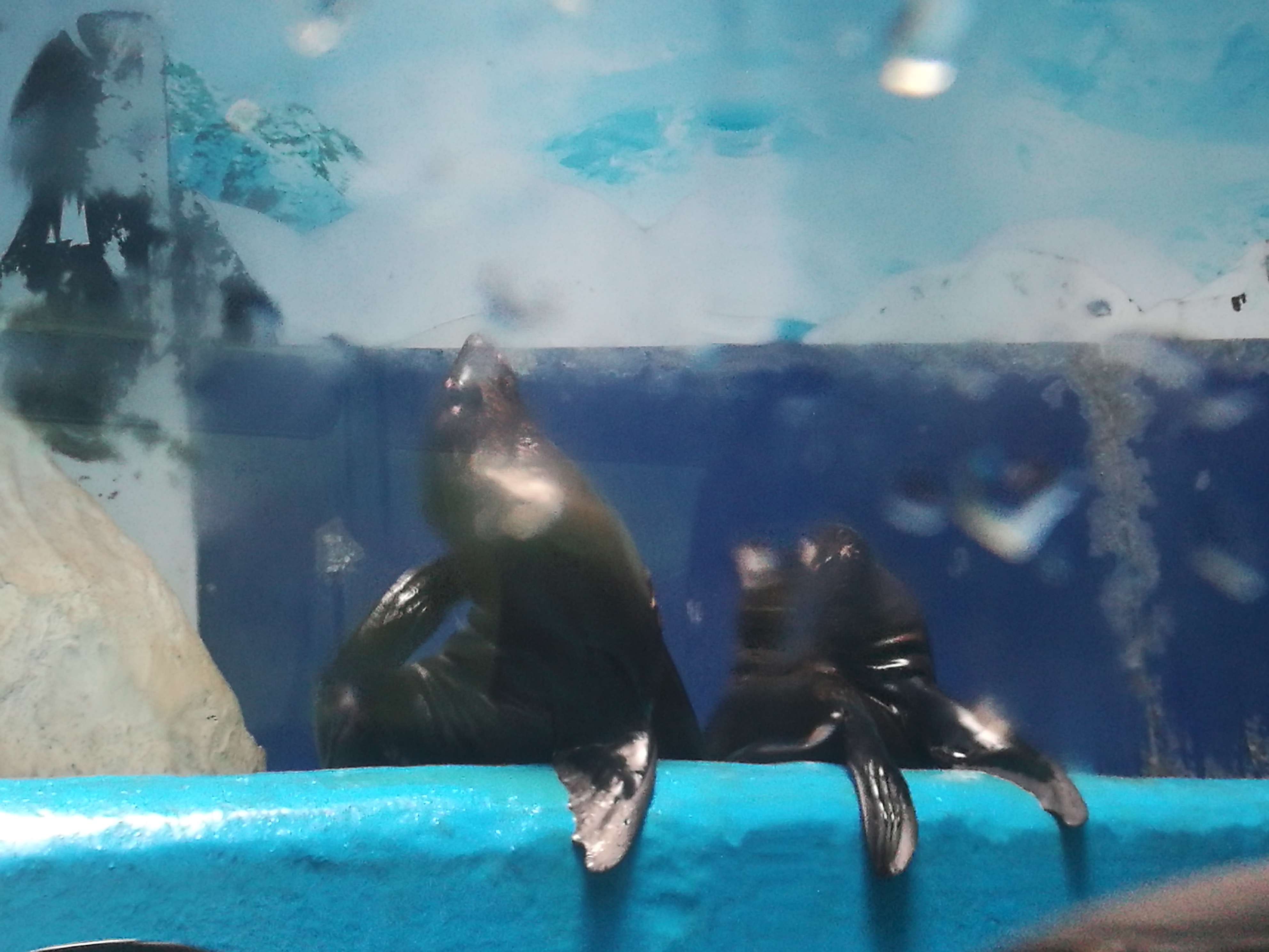 泉城海洋极地世界2018年,泉城海洋极地世界儿童的收费标准