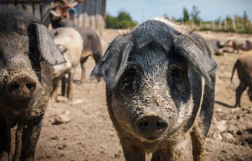 养殖母猪什么品种最好呢,杜太母猪和长太母猪哪个品种好