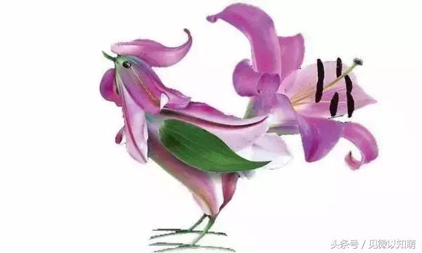 属鸡运势2022犯太岁麦玲玲,属鸡的兔年犯太岁运势如何