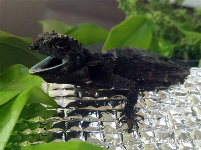 长着龙角的蜥蜴,长着翅膀的蜥蜴