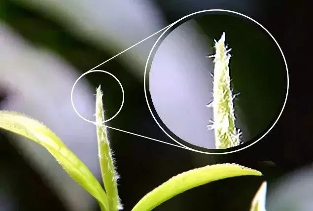 【茶禅】毛主席命名的都匀毛尖，到底有多好喝？