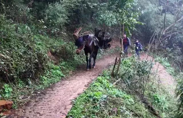 【茶禅】毛主席命名的都匀毛尖，到底有多好喝？