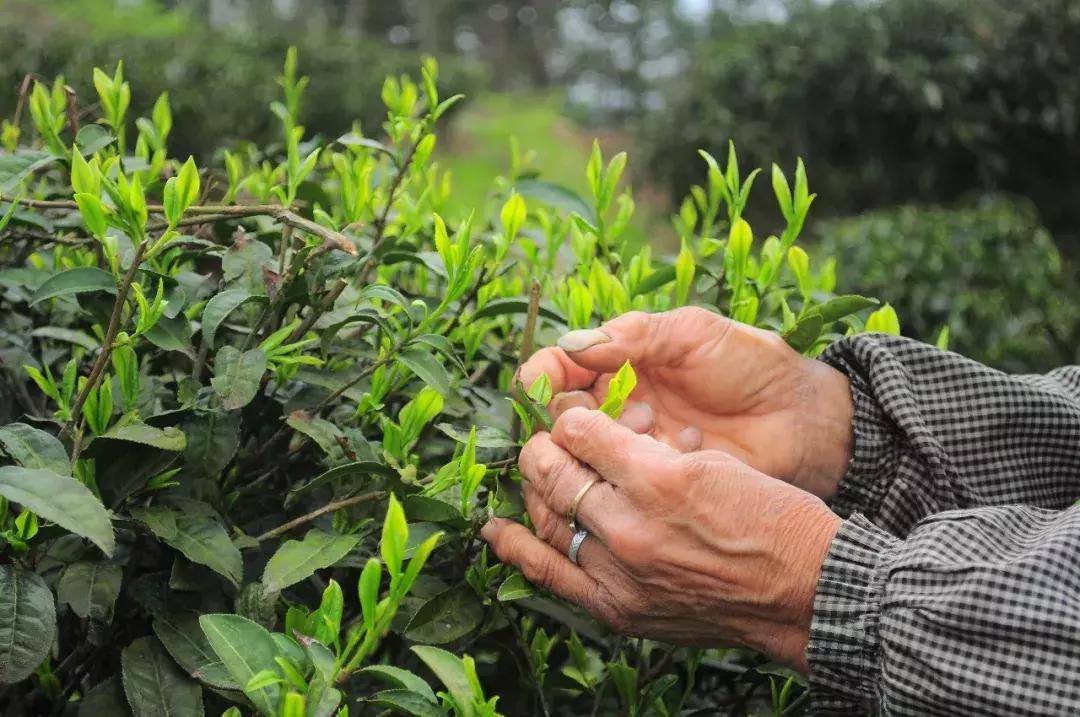 【茶禅】毛主席命名的都匀毛尖，到底有多好喝？