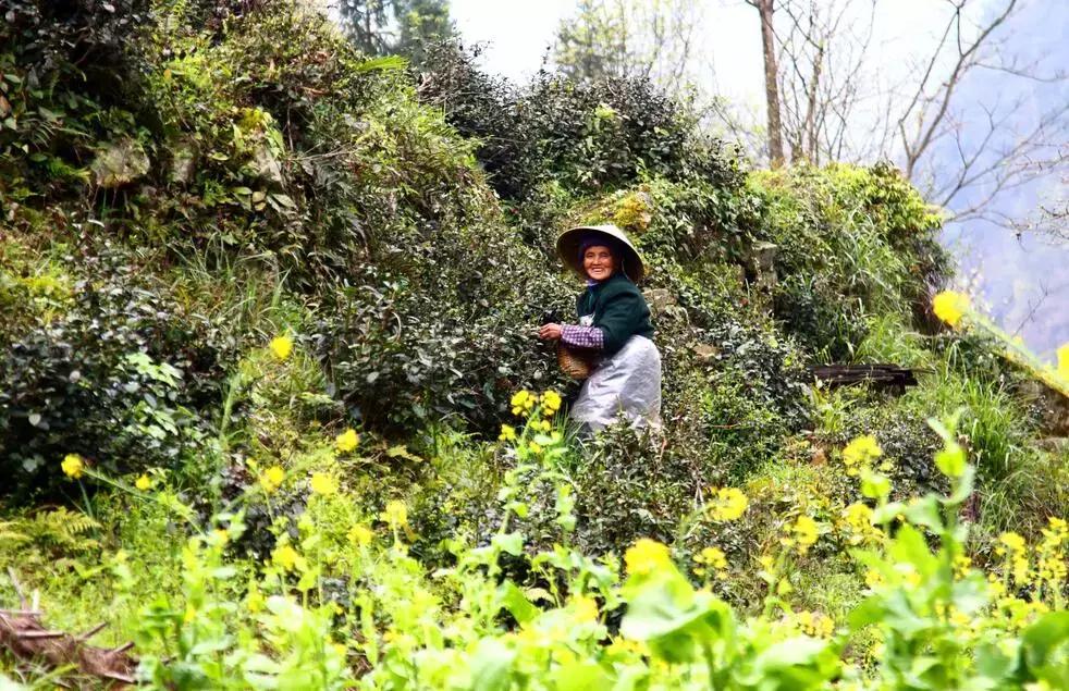 【茶禅】毛主席命名的都匀毛尖，到底有多好喝？