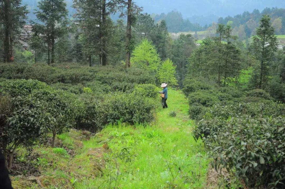 【茶禅】毛主席命名的都匀毛尖，到底有多好喝？