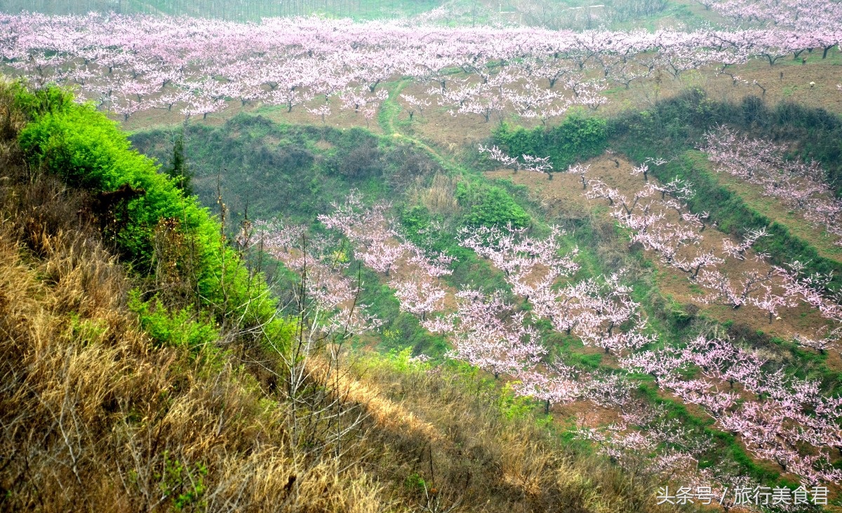 西安十大赏花地,西安雁塔3月赏花地方推荐