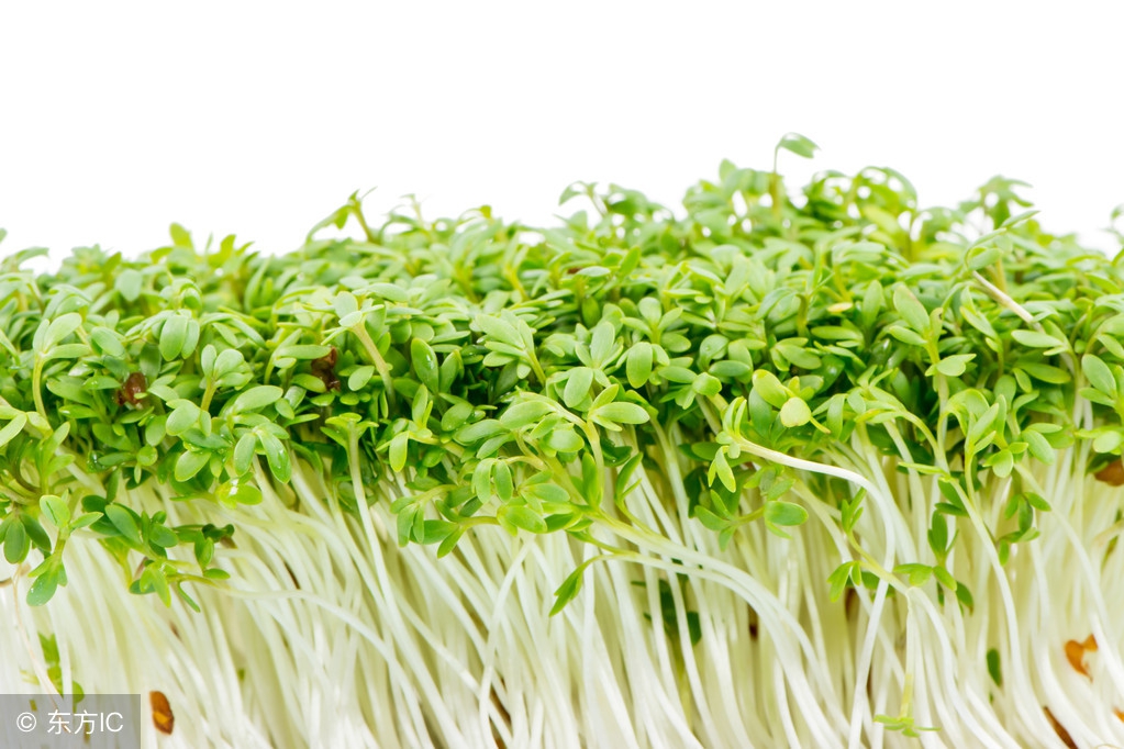 沙子种植芽菜,河沙育苗技术