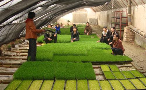 沙子种植芽菜,河沙育苗技术