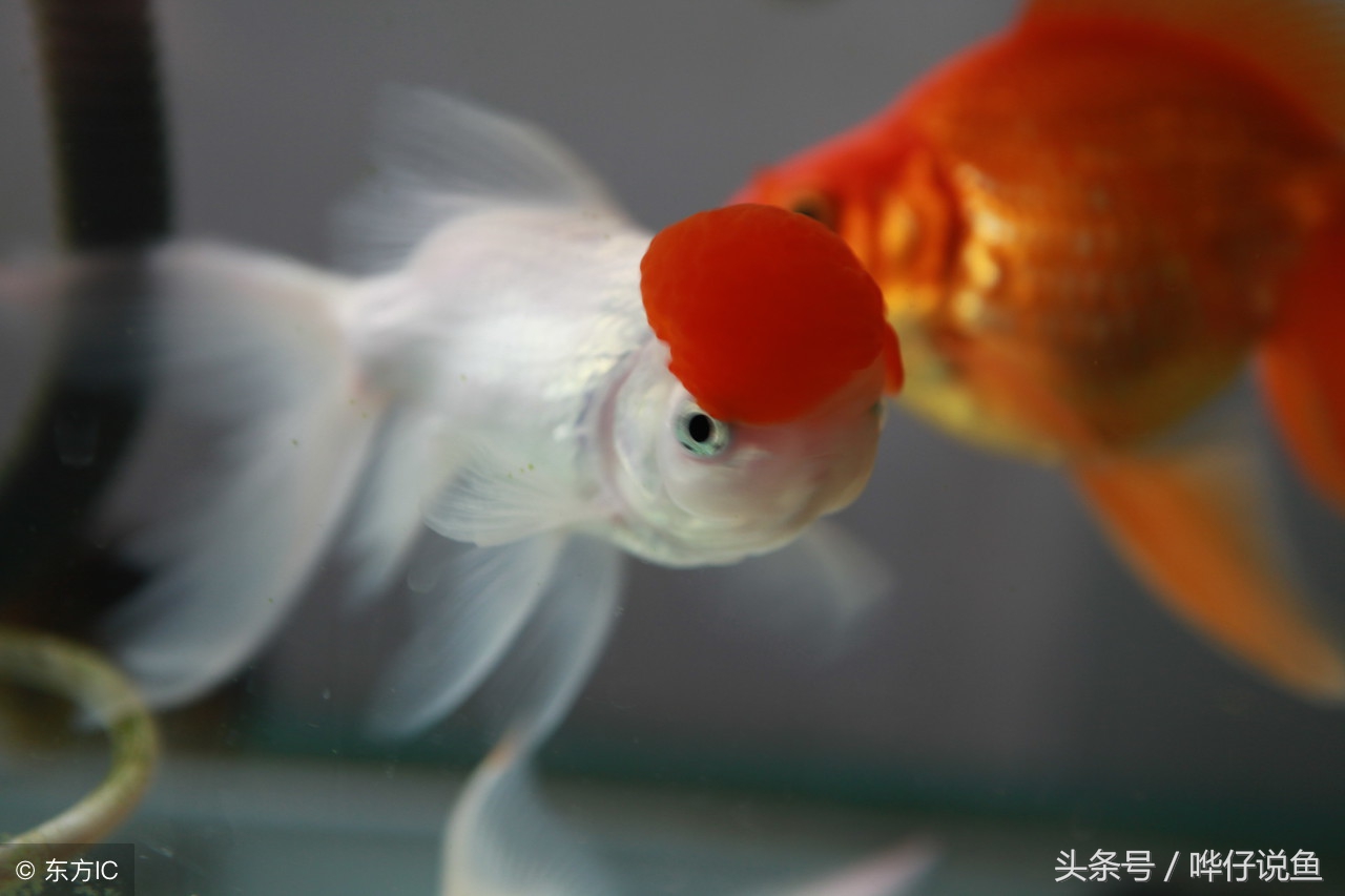 为什么你的观赏鱼总是养不活,养观赏鱼最大的困难是什么