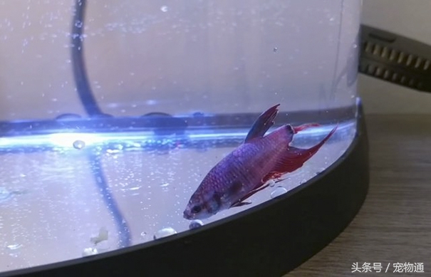 鱼尾突然变红全部死掉,鱼尾腐烂怎么治疗