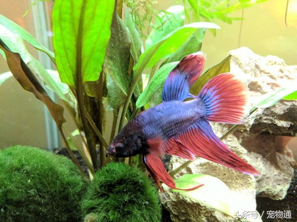 鱼尾突然变红全部死掉,鱼尾腐烂怎么治疗