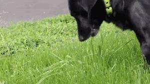 狗狗爱吃草是什么意思,狗狗出去找草吃是怎么回事