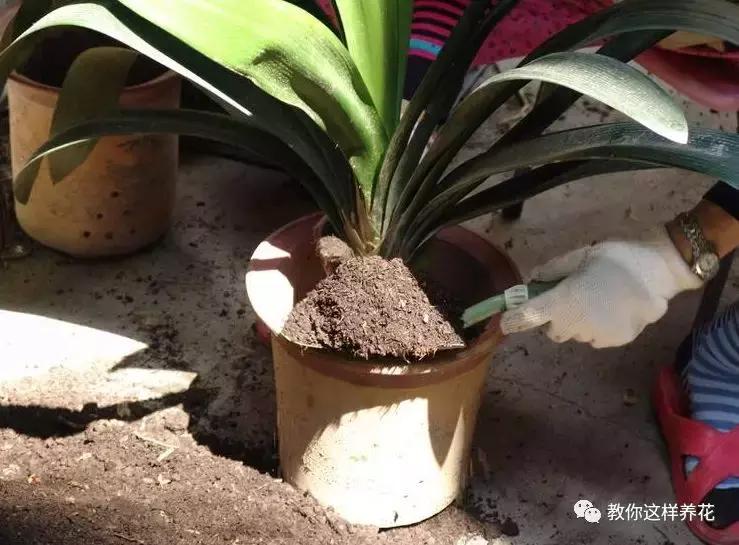 洋葱水可以浇君子兰吊兰绿萝吗,绿萝君子兰怎么养才能长得快