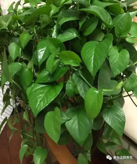 洋葱水可以浇君子兰吊兰绿萝吗,绿萝君子兰怎么养才能长得快