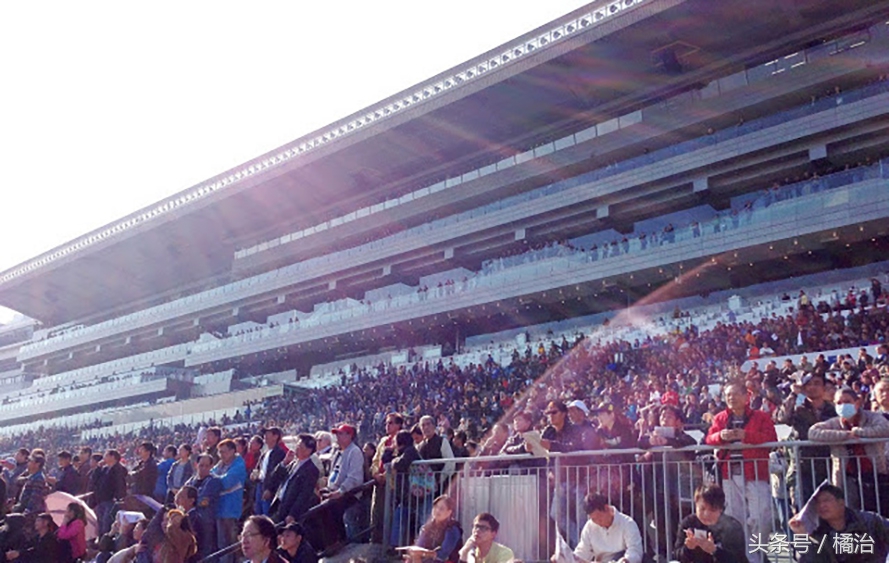去香港赛马场,买张马票看马儿热血冲刺,超酷!(内含详细攻略)