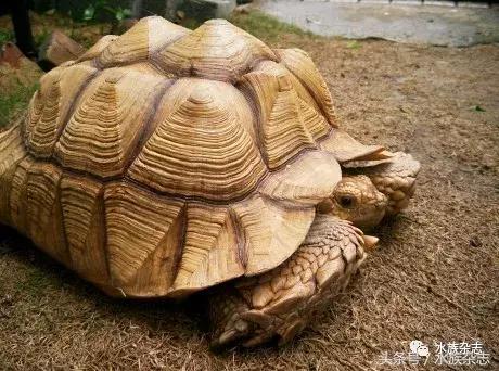 长寿陆龟在哪里,最长寿的缅甸陆龟